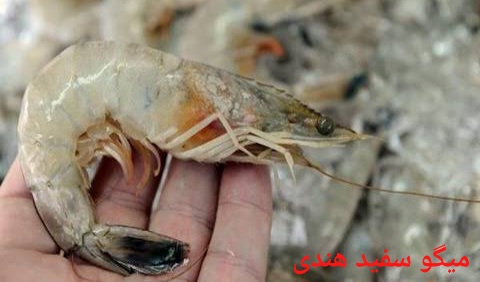 تصویر 1 از بهترین میگو سفید هندی صادراتی ایران + قیمت خرید عالی